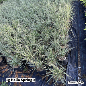 June 2025 1g Hello Spring Group for Website